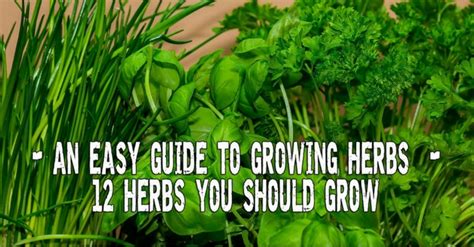 An Easy Guide To Growing Herbs 12 Herbs You Should Have In Your Garden