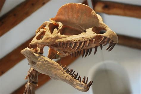 Dilophosaurus Skull