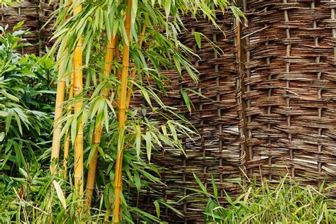 Background Bamboo Botanical · Free photo on Pixabay