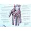 Anatomy Of The Hand Nerves  MedicineBTGcom