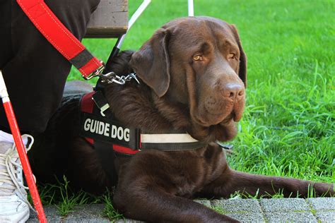 8 Types Of Service Dogs And What They Do