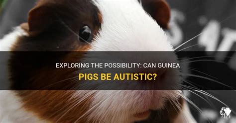 Exploring The Possibility Can Guinea Pigs Be Autistic Petshun