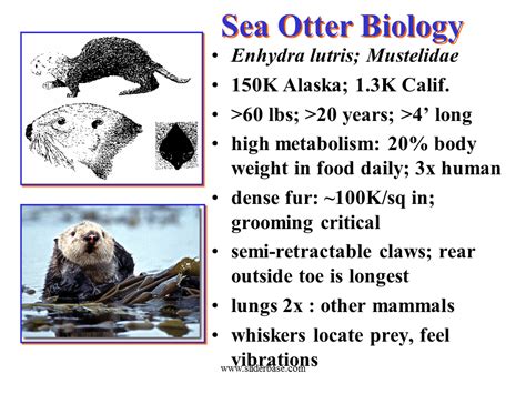 Sea Otter Presentation Plants Animals And Ecosystems