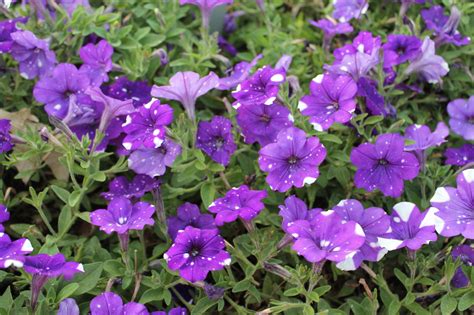 Garden Housecalls - Best New Annual Flowers of 2017