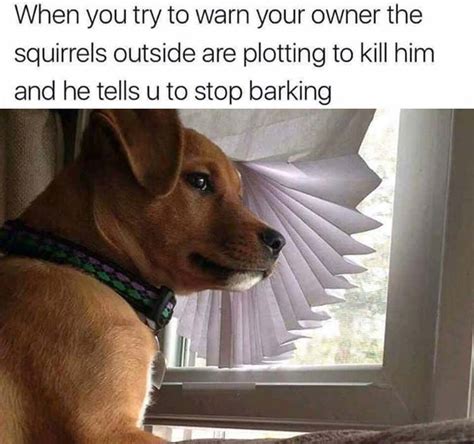 Afternoon Funny Picture Dump 27 Pics Funny Dog Memes Funny Animal