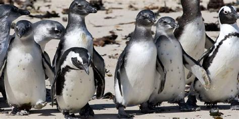 Cape Town Attractions Boulders Beach Penguins Ct Tourism