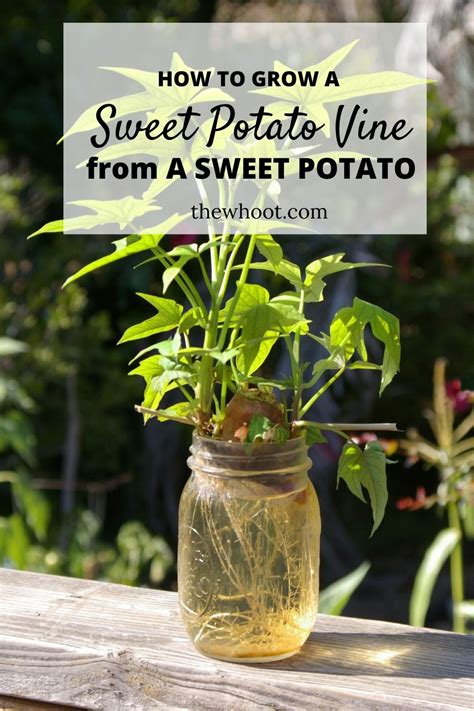 How To Grow A Sweet Potato Vine From A Sweet Potato Growing Sweet