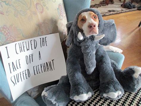 Dog Shaming Funny Pics Of Pet Shaming Just 4 Pet Care