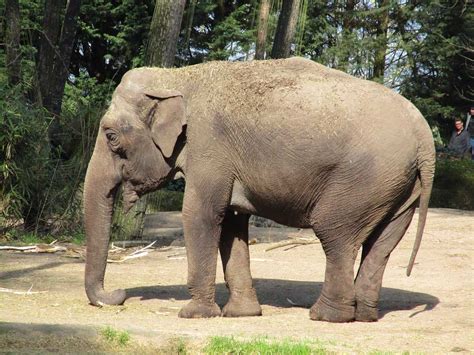 Hewan Langka Gajah Fermin Begeman