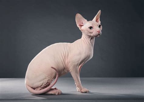 Sphynx cat gina and her son prince charming have limited means of conserving heat due to their lack of fur, but have both been given entire wardrobes to keep warm. The Best Cats for People with Allergies