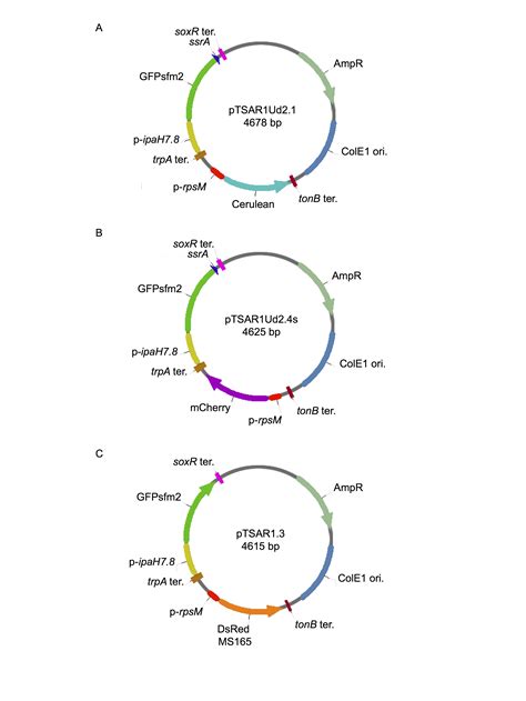 Design Of A Transcription Based Secretion Activity Reporter Tsar For