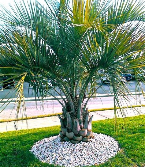Did you scroll all this way to get facts about cold hardy palms? Pindo Palm, Jelly Palm Cold Hardy Palms | Palm trees ...