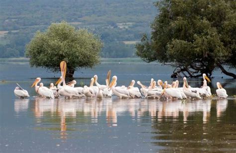 Wildlife In Greece For An Adventurous Holiday Experience