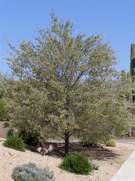 Mulga Acacia Tree Arizona Enchantingly Cyberzine Gallery Of Photos
