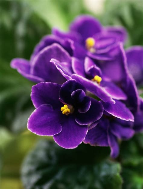 Move them to where they will get lots of bright light. Top 10 Tips On How To Take Care For African Violets - Top ...