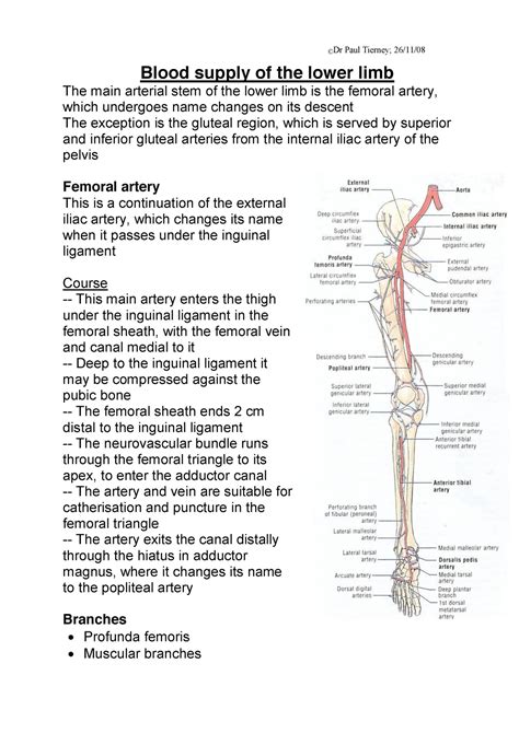 Anatomy Blood Supply Of The Lower Limb ©dr Paul Tierney 261108