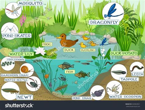Pond Habitat Ecosystems Projects Ecosystems