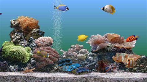 The Best Aquarium Screensaver Daseveryday