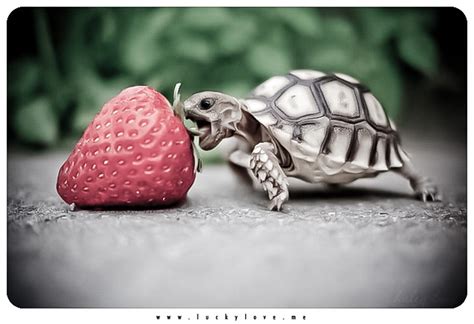Baby Turtle Eats Strawberry Flickr Photo Sharing