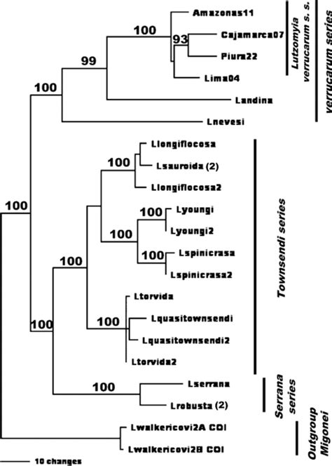 Phylogenetics Of The Phlebotomine Sand Fly Group Verrucarum Diptera Psychodidae Lutzomyia In