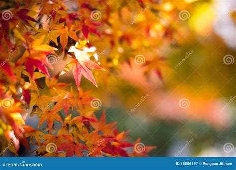 Colorful Red Maple Leaf Vibrant Tree Japan Autumn Seas Stock Photos