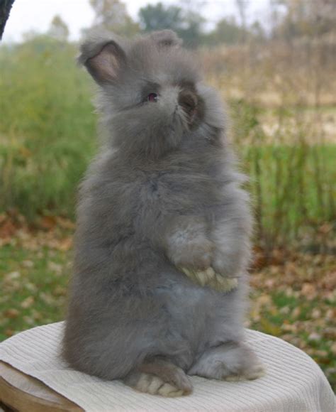 8 Weeks Old1 Rabbit Cute Animals English Angora Rabbit