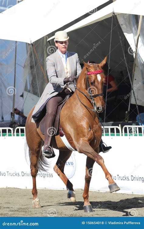 Rider With A Brown American Saddle Horse At An Agricultural Show