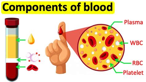 Components Of Blood Rbc Wbc Plasma And Platelets Easy Science