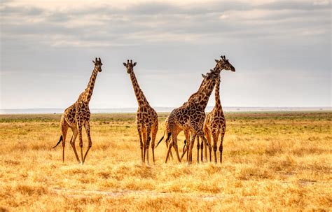Bornwild Travel Adventures 7 Amazing African Wild Animals To See
