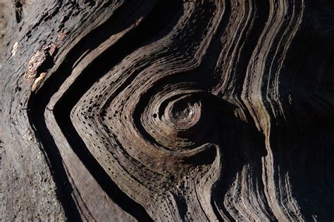 Weathered Wood Spiral Whorl Pattern Burnham Beeches Trees And