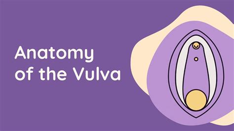 Anatomy Of The Vulva Whats The Difference Between Vulvas And Vaginas Sex Education Youtube
