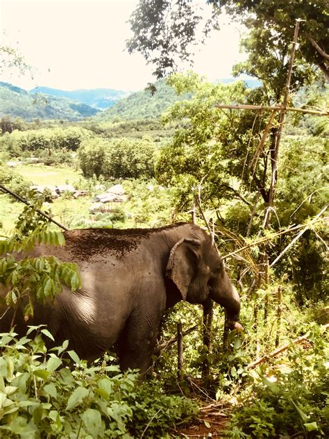 Karen Elephant Sanctuary The Daily Allis