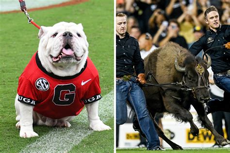 The 17 Best Live Mascots In College Football Ranked