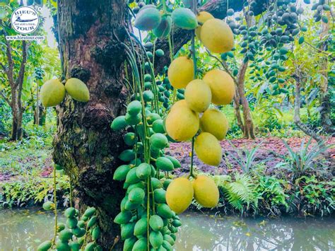 11 Famous Orchards In Mekong Delta