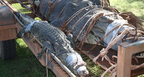 Austrália Surpreende Mais Uma Vez Crocodilo Gigante é Encontrado E