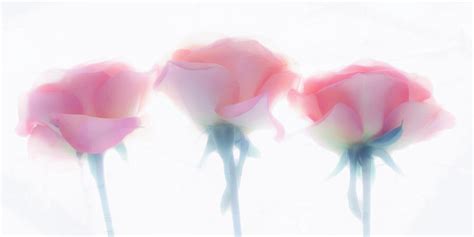 Three Pink Roses Photograph By Hal Halli Fine Art America