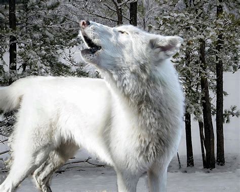 Arctic Wolf Howling Photograph By Jeannee Gannuch Fine Art America