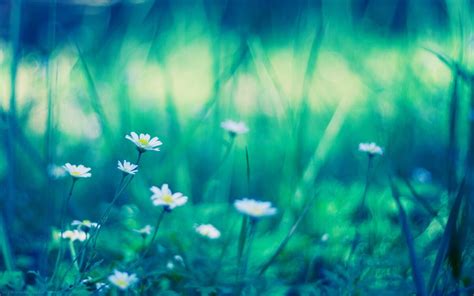 wallpaper field grass flowers plants blurring nature pictures from fonwall
