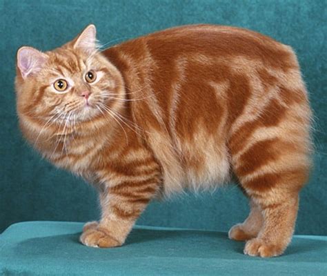 Cat Breed Of The Day The Cymric