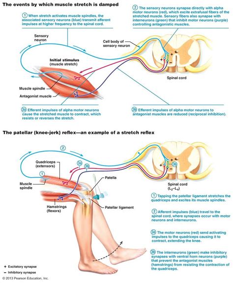 Proprioception And Types Of Reflexes Human Anatomy And Physiology