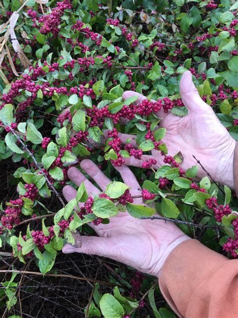 Coralberry A Versatile Native Shrub Bur Oak Land Trust