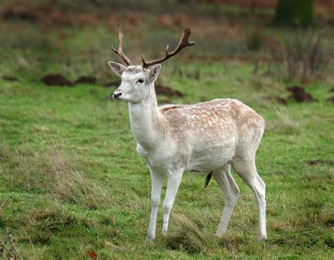 Fallow Deer Stag Rare Whiite Variety Stock Photo Image Of Belonging