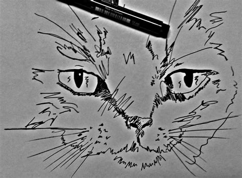 Cat With A Scribble Rdrawing