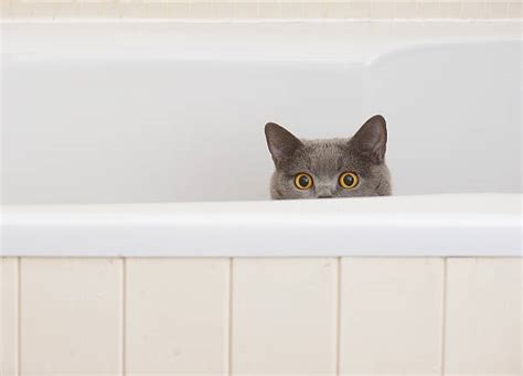 Cat In Bathroom Stock Photos Pictures And Royalty Free Images Istock