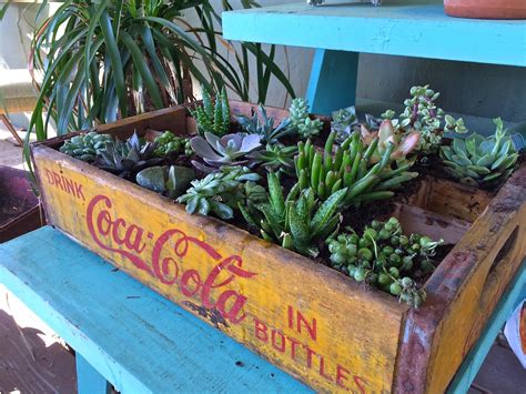 Vintage Gardening Succulent Planter In An Old Coke Crate — Wheat