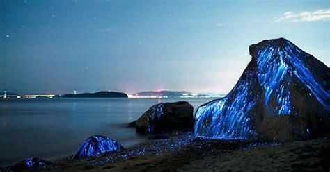 5 Bioluminescent Beaches That Will Blow Your Mind Japan Beach Japan