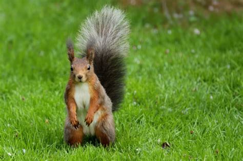 Brown Squirrel On Green Grass Field During Daytime Free Image Peakpx