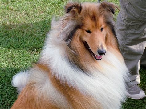 Rough Collie One For The Lassie Fans David Nutter Flickr