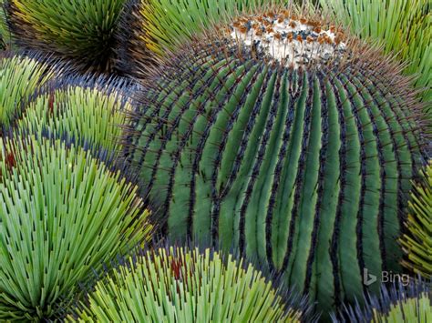 Mexico A Giant Barrel Cactus In Desert 2017 Bing Desktop