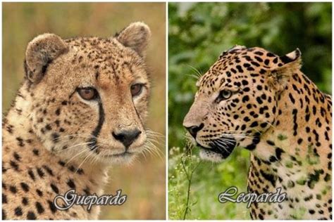 Cheetahs also have a tear line on their face that makes them easily distinguishable from leopards and other big cats. Differences between a Cheetah and a Leopard